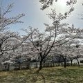 南部山桜開花情報