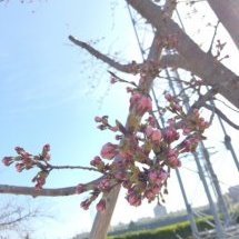 桜開花情報２