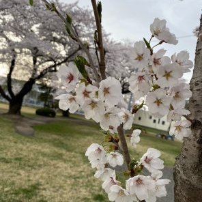 桜開花情報④