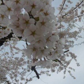 桜開花情報①