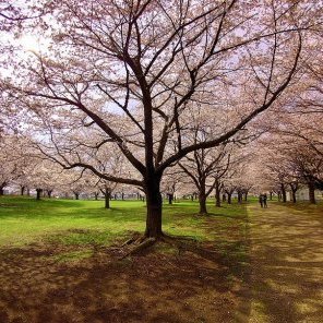 新井田公園🌸桜開花情報