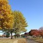 新井田公園　秋　過去の風景