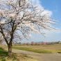 新井田公園　2022年春