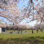 新井田公園　2022年春
